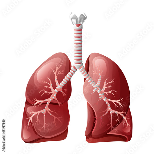 Healthy human lungs. Vector illustration isolated