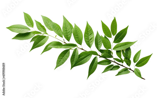 Attractive Green Plant Leaves on White or PNG Transparent Background