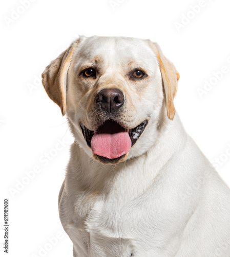 Labrador Panting  isolated on white