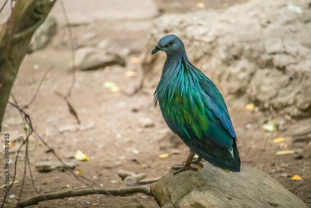 Nicobar dove or Nicobar Pigeon or Caloenas nicobarica in the forest