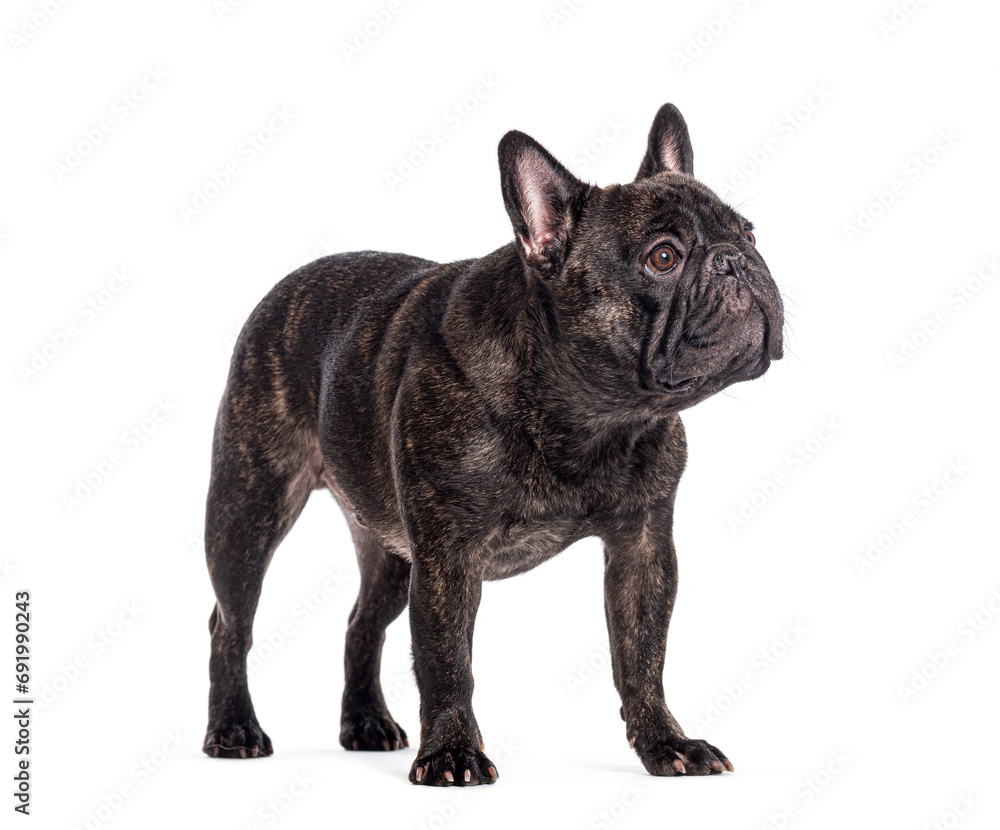 French bulldog standing, isolated on white