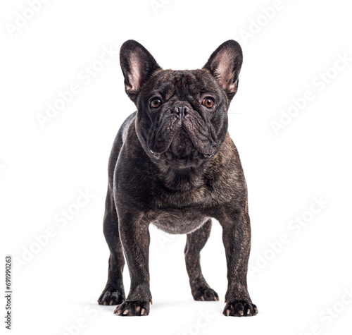 French bulldog standing  isolated on white