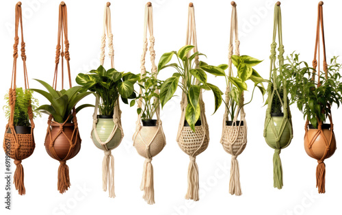 Plant Hangers On Transparent PNG photo