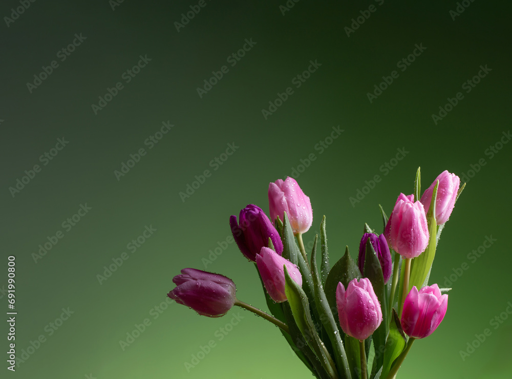 pink tulips with drops of water on green background