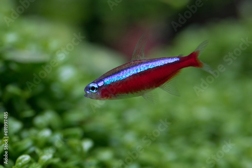 Closeup of cardinal tetra fish in aquarium with green plant background