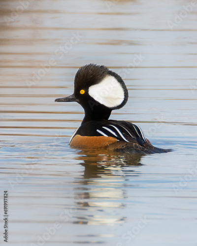 Crested male Hooded Merganser swimming in water with reflection