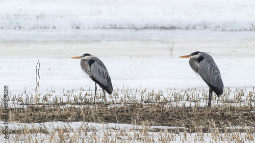 Two Great Blue Herons in snowy agricultural field at springtime