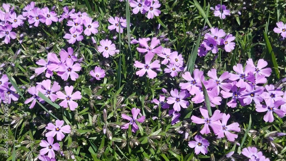 Obraz premium carpet phlox