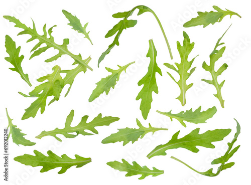 leaves of fresh green arugula are isolated 