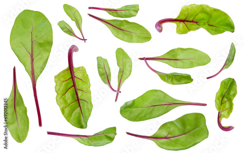 fresh beet leaves are isolated on a white background. baby green leaves 