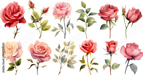 set of vintage rose watercolor,