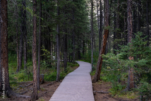 A wooden road in a dark coniferous forest