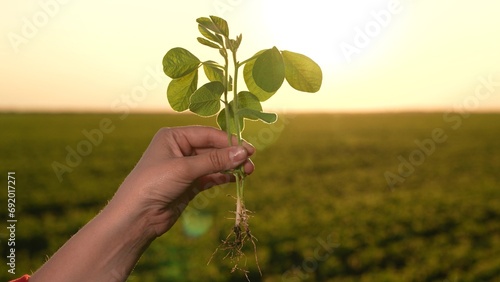 Agriculture. farmer hands planting green soybean sprout into ground field. small fresh sprout sunset hands farmer. planting seedlings row sunset. farm field. season planting crops ground. sprout photo