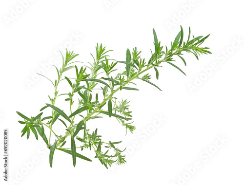 Artemisia vulgaris L, Sweet wormwood, Mugwort or artemisia annua branch green leaves on white background photo