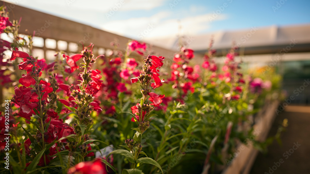 Close Up Of Colorful Plants And Flowers Growing Outdoors In Garden Centre Close Up Of Colorful Plants And Flowers Growing Outdoors In Garden Centre