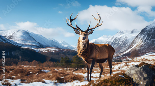 Majestic red deer stag with large antlers standing on the snow covered hillside. Panoramic image © Andsx