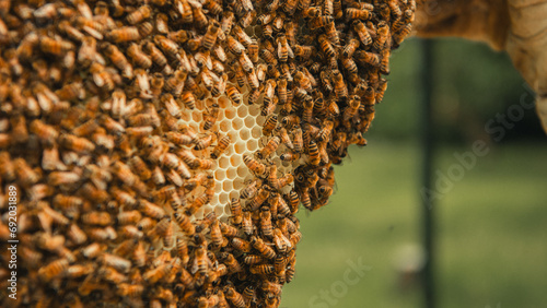 bees in the hive