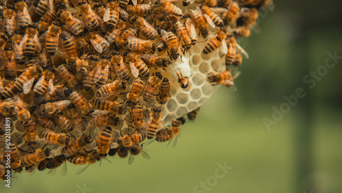 bees in the hive