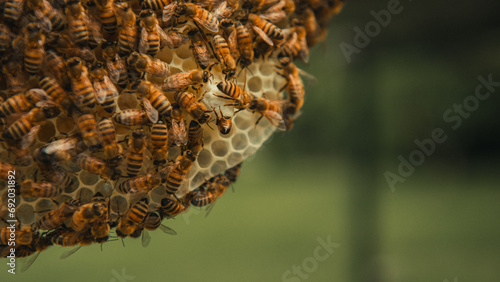 bees in the hive