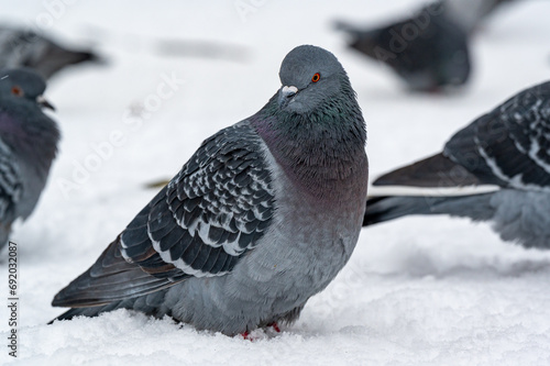 Pigeon in central Orebro a cold winter day