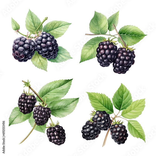 Watercolor blackberry with leaves on white background