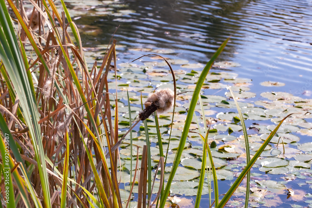 Fototapeta premium An overgrown pond