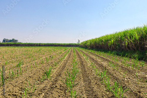 Sugarcane trees grown in sugarcane plots in Thailand.