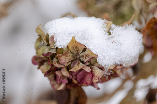 Winterzauber oder doch Frostschaden an der Hortensienblüte
