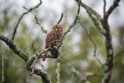 Ferruginous Pygmy owl, Glaucidium brasilianum, Calden forest, La Pampa Province, Patagonia, Argentina.