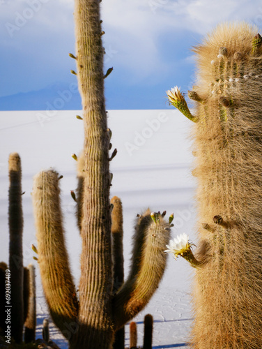 Salar de Uyuni, Bolivia, cactus flower on the salt flats photo