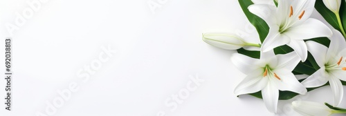 fresh white lily buds isolated on white background,horizontal wallpaper with large copy space for text. Condolence, grieving card, loss, funerals, support.wedding
