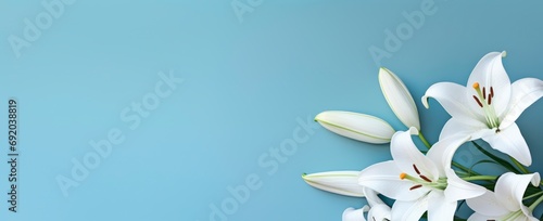 a white group of lily flowers  isolated on a blue background. horizontal wallpaper with large copy space for text. Condolence, grieving card, loss, funerals, support.