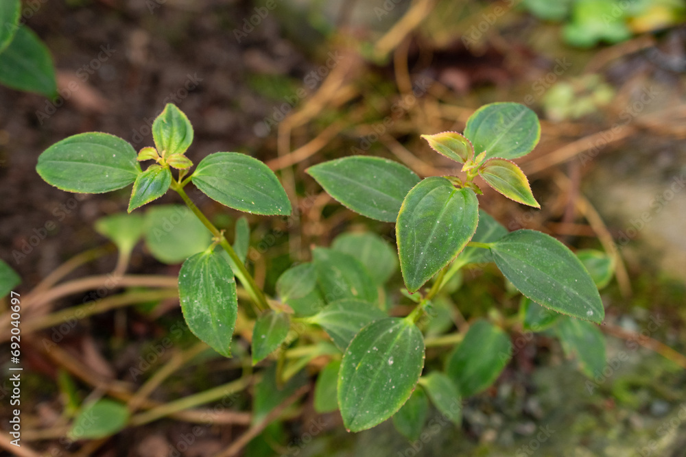 Arthrostemma Parviflorum plant in Saint Gallen in Switzerland Arthrostemma Parviflorum plant in Saint Gallen in Switzerland