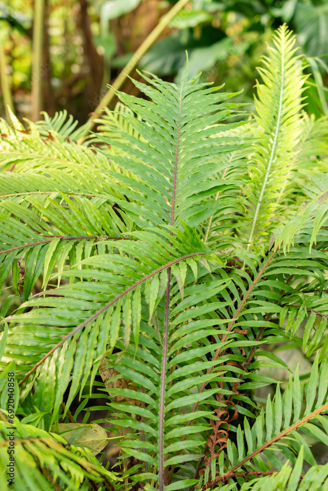 Miniature tree fern or Blechnum Gibbum plant in Saint Gallen in Switzerland Miniature tree fern or Blechnum Gibbum plant in Saint Gallen in Switzerland