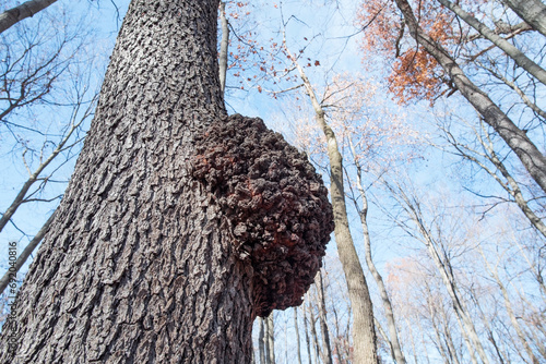 Sweetgum Tree Trunk with Black Fungus