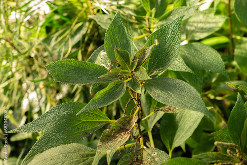 Boehmeria Bilboa plant in Saint Gallen in Switzerland photo