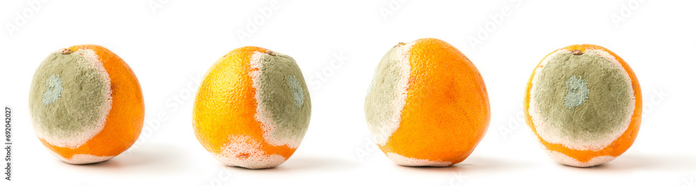 Obraz na płótnie Rotting orange on a white background. Spoiled fruit w salonie
