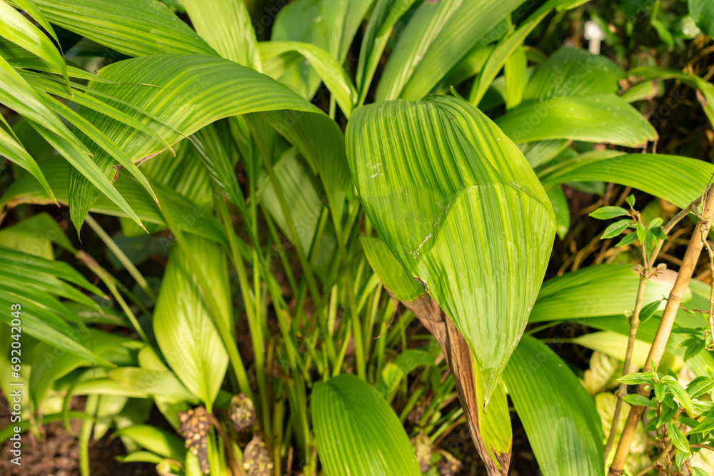 Palm grass or Curculigo Capitulata plant in Saint Gallen in Switzerland Palm grass or Curculigo Capitulata plant in Saint Gallen in Switzerland