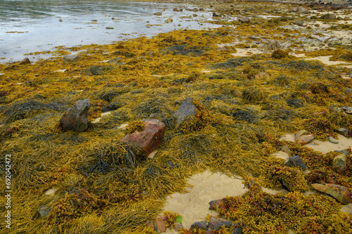 Foto Algues à marée basse en Bretagne - France