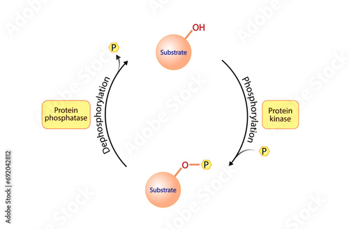 Phosphorylation and Dephosphorylation. Protein kinase, an enzyme that transfer phosphate from ATP to a protein. Phosphatase, an enzyme that removes a phosphate group from the phosphorylated protein.