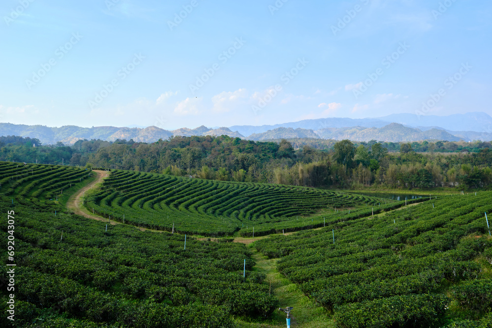 Tea plantation in northern thailand