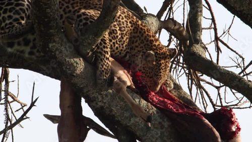 Leopard mit frisst erlegte Antilope im Baum