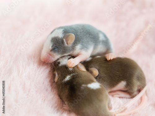 Three blind baby satin decorative mice sleep together on a fluffy pink background. 11th day of life of a mouse, rodent. A pet. Small mammal. Tenderness, family