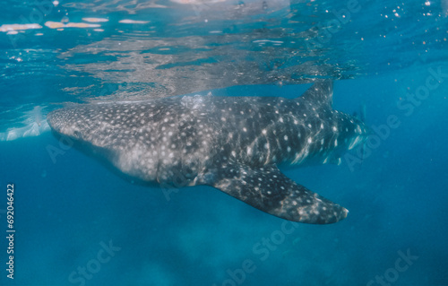 Giant whale sharks in Cebu, philippines. Swimming with these big marine animals underwater. shot  with action camera under water. © oneinchpunch