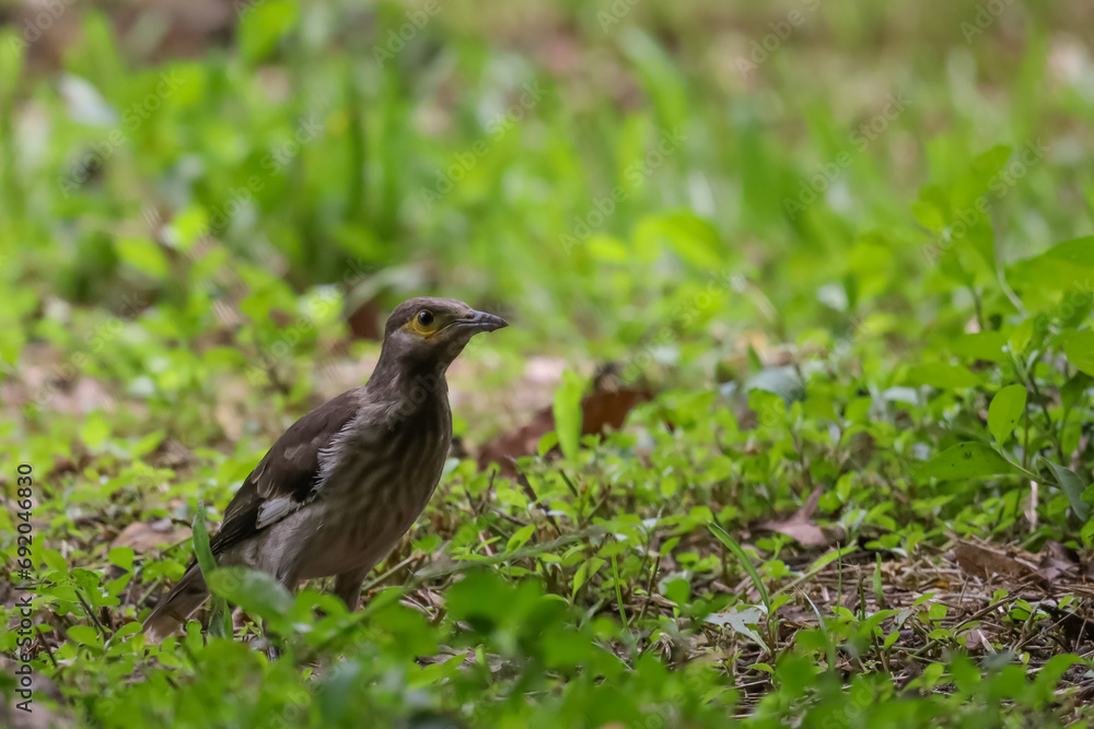 The black bird in the nature garden The black bird in the nature garden