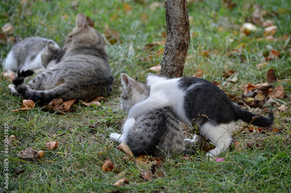 Mom cat plays with kittens on meadow Mom cat plays with kittens on meadow