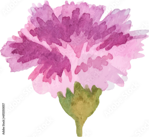 Watercolor painted carnation flower. Hand drawn design element isolated on white background.
