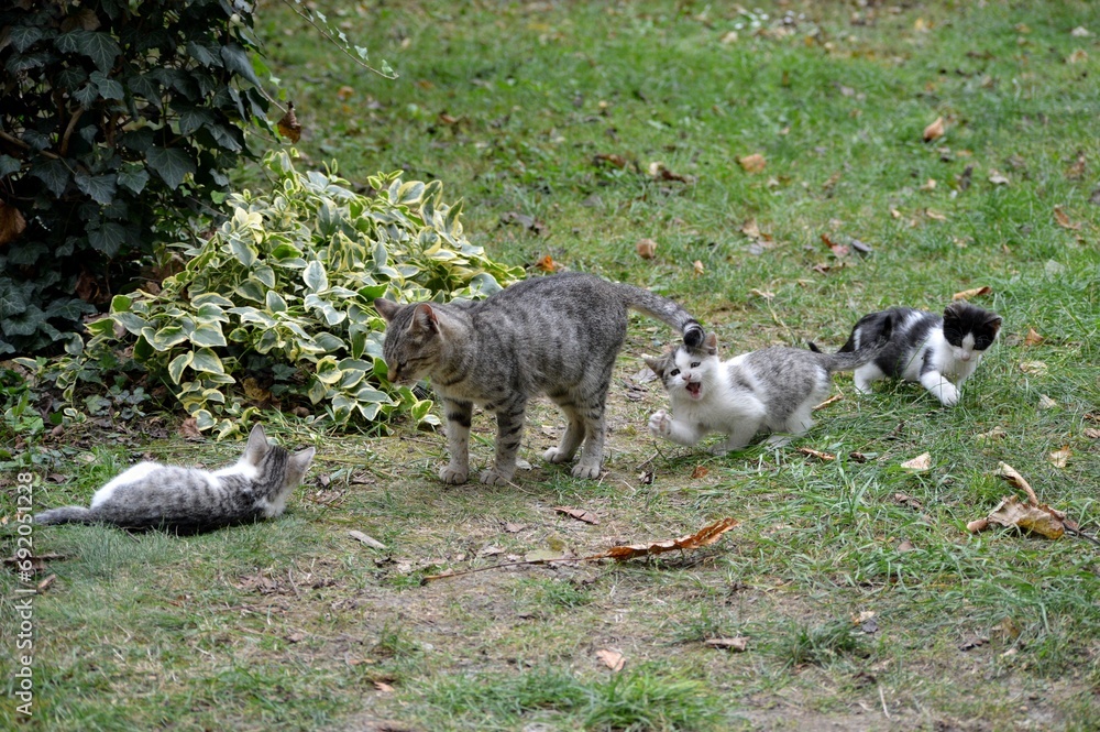 Mom cat plays with kittens on meadow Mom cat plays with kittens on meadow