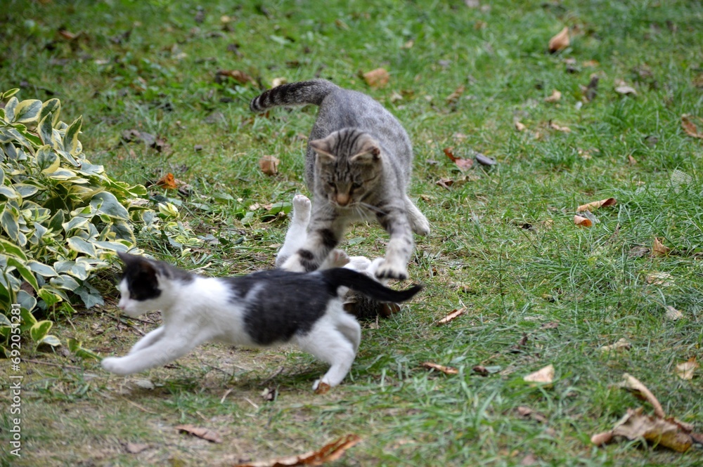 Mom cat plays with kittens on meadow Mom cat plays with kittens on meadow
