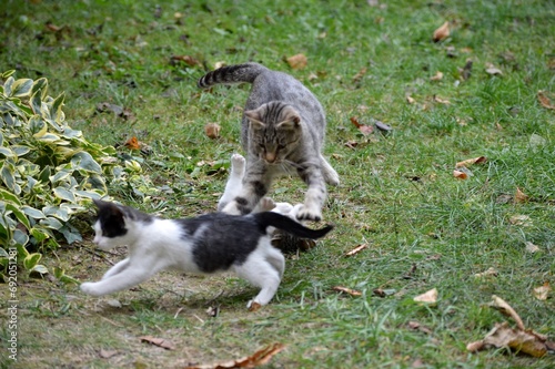 Mom cat plays with kittens on meadow © oljasimovic